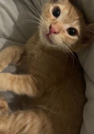 Photo of Ginger