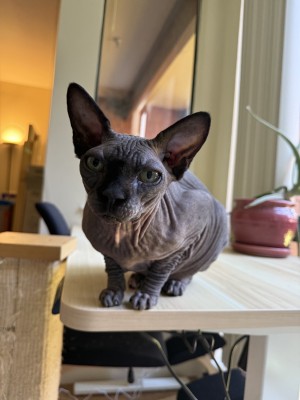Photo of Osiris