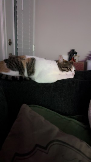 Photo of Sitka