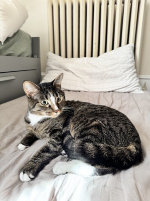 Photo of Bagheera