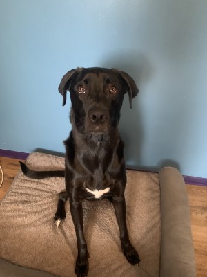 Photo of Samson