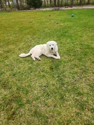 Photo of Sampson