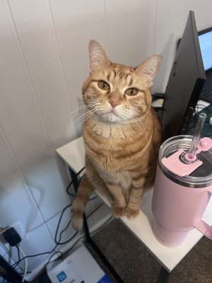 Photo of Goose