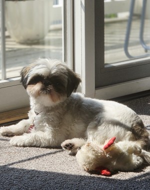 Photo of SUGAR