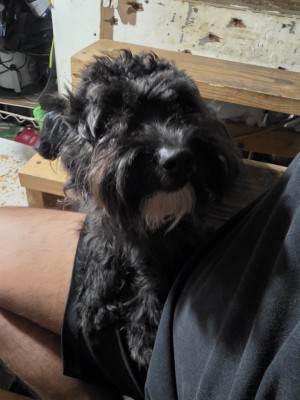 Photo of Shadow