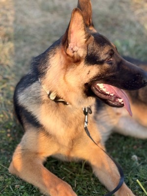Photo of Simba(Idris)