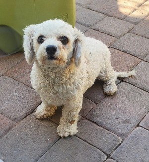 Photo of Biscuit