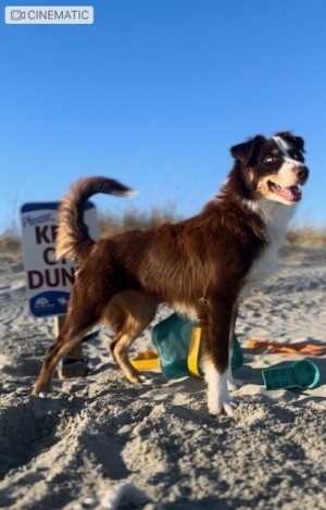 Photo of Banjo