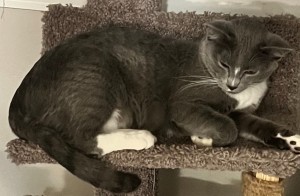 Photo of Simba