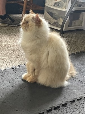 Photo of Raider