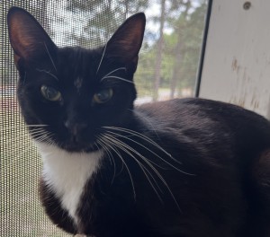 Photo of Piper