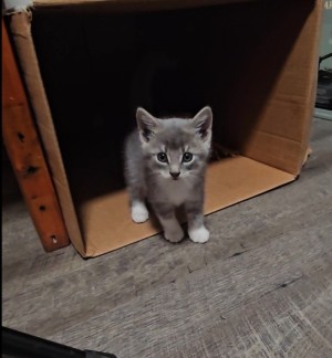 Photo of Shyla