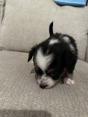Photo of Phoenix