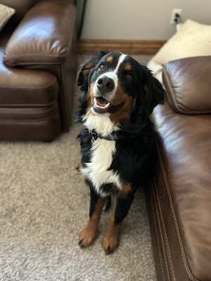 Photo of Bear
