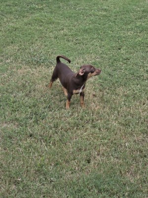 Photo of Sarge