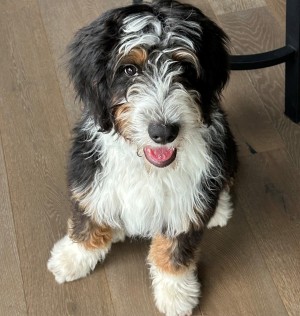 Photo of Aspen