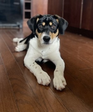 Photo of Moose