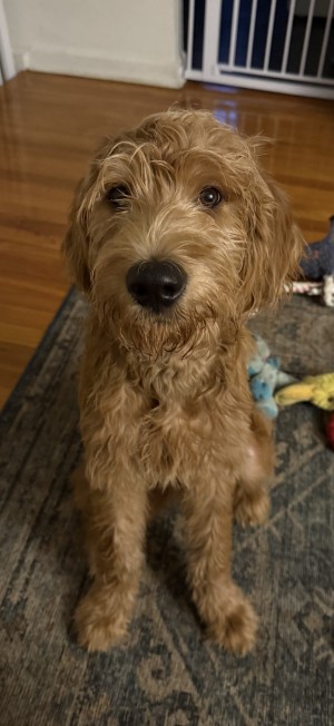 Photo of Finn