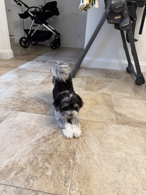 Photo of Luna