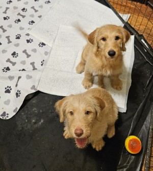 Photo of Pheobe And Piper