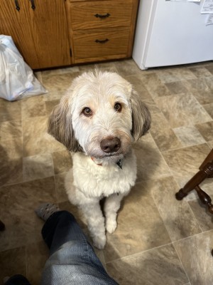 Photo of Rover