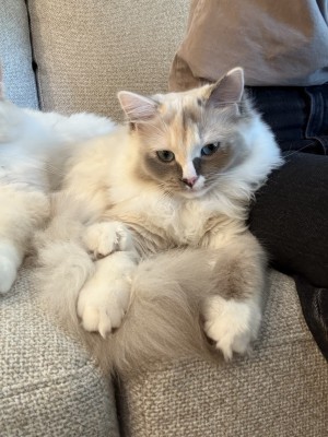 Photo of Rosie