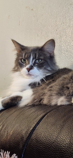 Photo of Chalupa