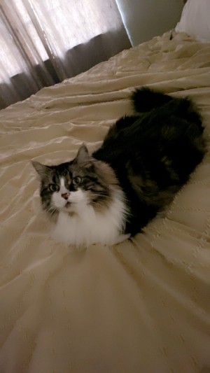 Photo of Bubba