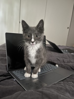 Photo of Pebbles