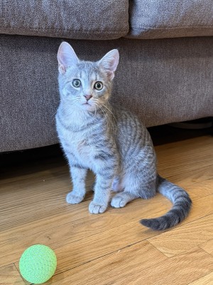 Photo of Penny