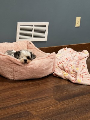 Photo of Louie