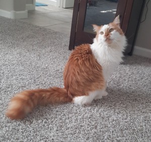 Photo of Sherlock