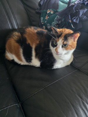 Photo of Rosie
