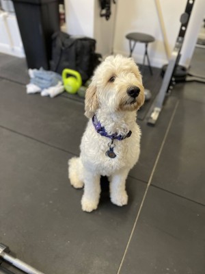 Photo of Penny