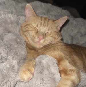 Photo of Roo