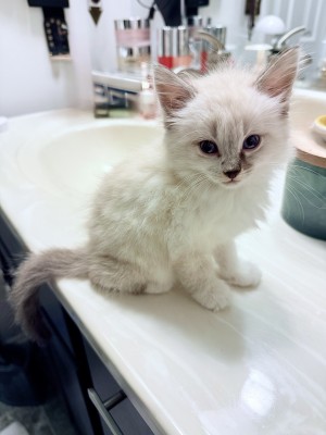 Photo of Bloo