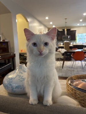 Photo of Pixie