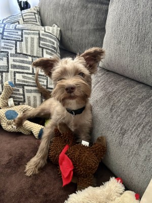 Photo of Ollie