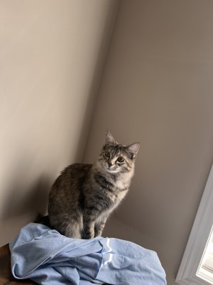 Photo of Athena
