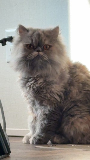 Photo of Stella