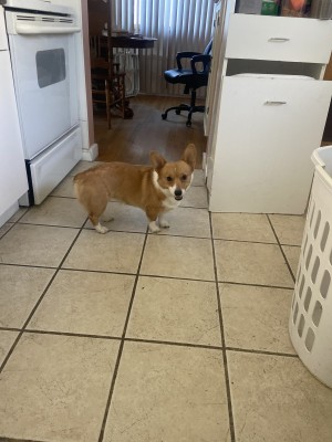 Photo of Paisley