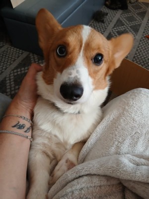 Photo of Daisy