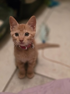 Photo of Ember