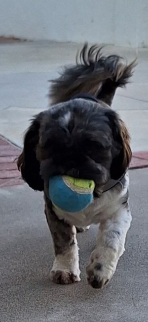 Photo of Teddy