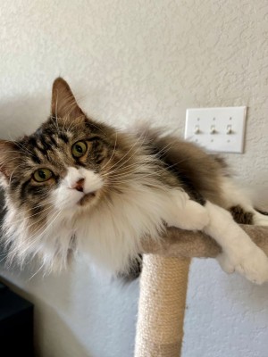 Photo of Echo