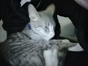 Photo of Westbrook (Westy)