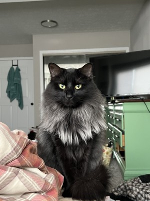 Photo of Momo
