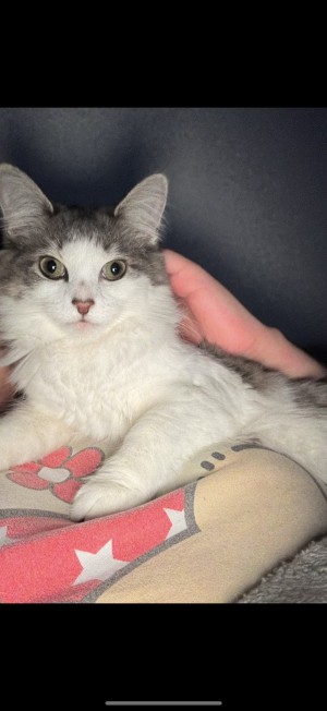 Photo of Smokey