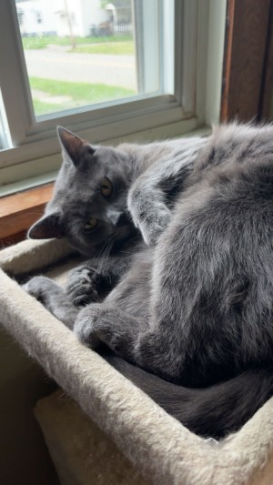 Photo of Archie