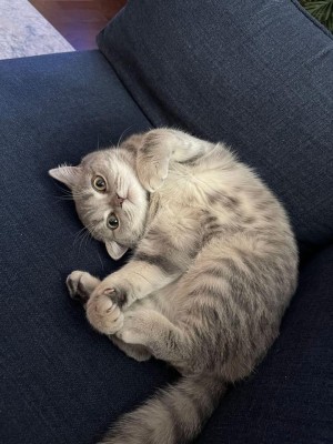 Photo of Bella